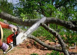 Best Tree and Shrub Care  in Thruston, KY